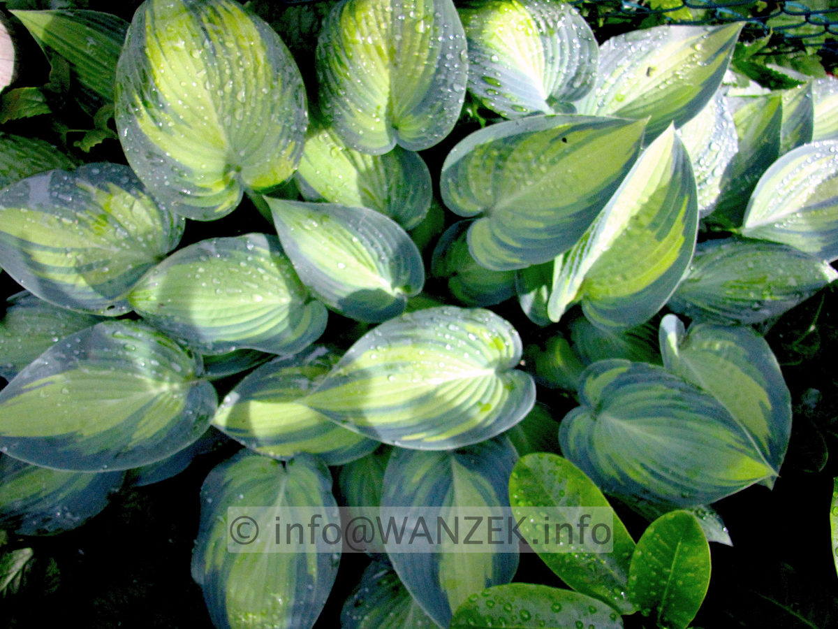 Hosta tardiana June 02.jpg
